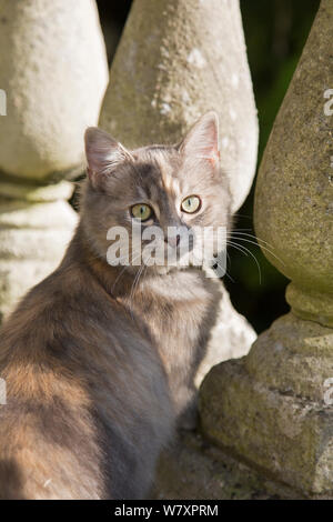 Sibirische Waldkatze (Felis catus), grau, Ingwer und weißer Kitten weiblich, Alter 7 Monate, im Garten, Clifton, Bristol, Großbritannien Stockfoto