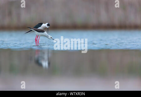 Schwarz - geflügelte Stelzenläufer (Himantopus himantopus) in der Balz, Shumen, Bulgarien, April. Stockfoto