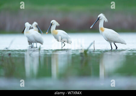 Löffler (Platalea leucorodia) Gruppe auf dem Wasser. Shumen, Bulgarien, April. Stockfoto