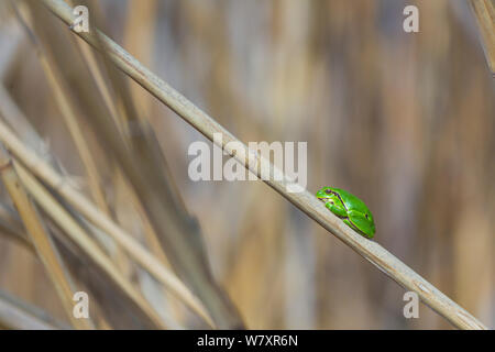 Laubfrosch (Hyla arborea) auf Reed. Shumen, Bulgarien, April. Stockfoto