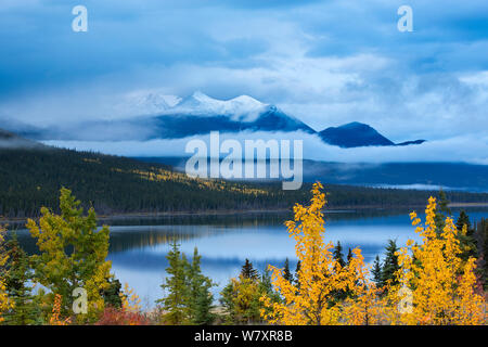 Herbstliche Beben Aspen (Populus tremuloides) an Nares Lake, mit Montana Berg jenseits, in der Nähe von Carcross, Yukon, Kanada, September 2013. Stockfoto