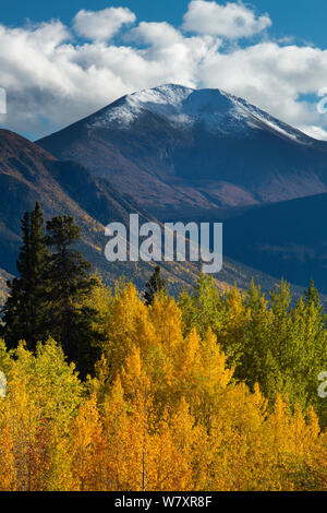 Herbstliche Beben Aspen (Populus tremuloides) Wälder des Südens Klondike Highway in der Nähe des Tagish Lake, mit Böschung Berg, Yukon, Kanada, September 2013. Stockfoto