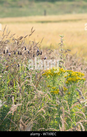 Eine Vielzahl von Blumen (Ragwort, Disteln) wächst an den Rand eines Feldes von Korn ein Lebensraum für Wildtiere Stockfoto