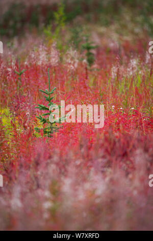 Weidenröschen (Epilobium angustifolium) Laub im Herbst mit nadelbaumbaum wächst unter ihnen, Kluane Nationalpark, Yukon, Kanada, September. Stockfoto