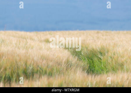 Traktor Titel in einem Feld von reife Gerste (Hordeum Vulagre) auf einem Bauernhof in Schottland Stockfoto