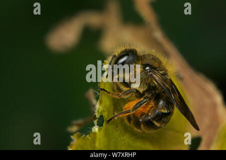 Orange belüftete Mason Bee (Osmia leaiana), Zellstoff, Bristol, England, Großbritannien, Juli. Stockfoto