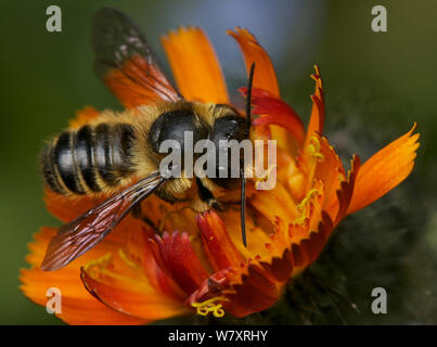 Einsame Biene (Megachile sp) auf Blume, Bristol, England, UK, Juni. Stockfoto