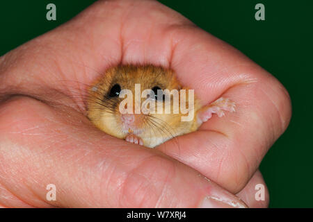 Haselmaus (Muscardinus avellanarius) in der Hand von Ian White, Siebenschläfer officer für die Menschen&#39;s Vertrauen für gefährdete Arten, Nottinghamshire, UK, Juni. Model Released. Stockfoto