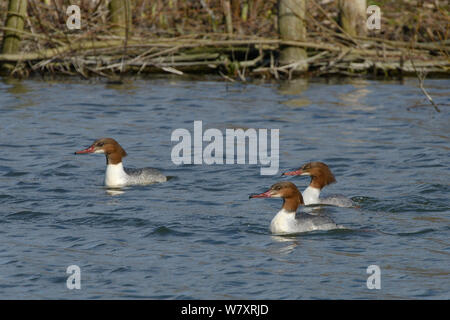 Drei weibliche Gänsesäger (Mergus Merganser) Schwimmen in einem Reservoir, Coate Water, Swindon, Großbritannien, Februar. Stockfoto