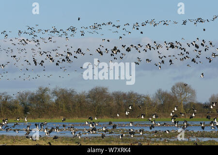 Dichten Schwarm Kiebitze (Vanellus vanellus) im Flug über gemischte Herde Pfeifente (Anas penelope) und Nördlichen pintail (Anas acuta) ruht auf überschwemmten Weideland, Gloucestershire, UK, Januar. Stockfoto