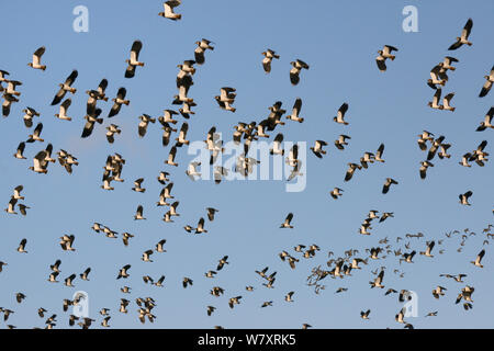 Kiebitze (Vanellus vanellus) und Goldregenpfeifer (Pluvialis apricaria) im Flug vor blauem Himmel, Gloucestershire, UK, November. Stockfoto