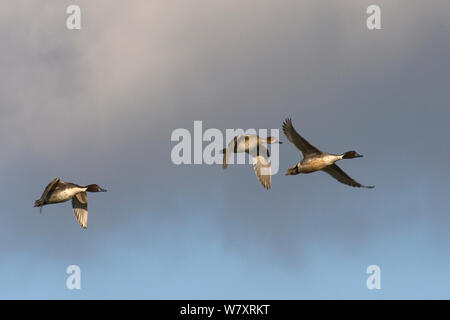 Northern pintail (Anas acuta), zwei Erpel und Ente im Flug Overhead, Gloucestershire, UK, Januar. Stockfoto