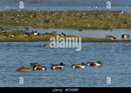 Gruppe von Northern shoveler (Anas Clypeata) Schwimmen auf überschwemmten Weideland mit Pfeifente (Anser penelope) und Kiebitze (Vanellus vanellus) im Hintergrund, Gloucestershire, UK, Januar. Stockfoto