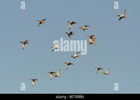 Gruppe von Northern shoveler (Anas Clypeata) im Flug Overhead, Gloucestershire, UK, Januar. Stockfoto