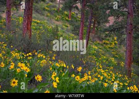 Arrowleaf balsamroot (Balsamorhiza sagittata) Blumen in voller Blüte am Hang mit Ponderosa Kiefern (Pinus ponderosa) Eastern Washington, USA, Mai 2014. Stockfoto