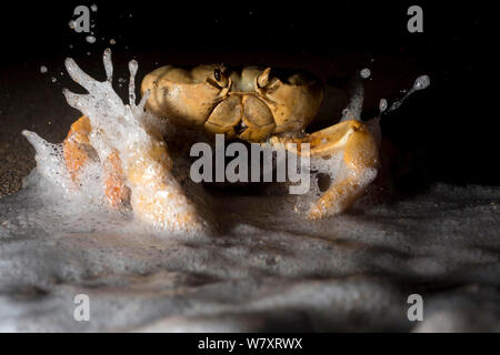 Land Crab (Johngarthia lagostoma) Weibchen laichen auf Surf Line in der Nacht, North East Bay, Ascension Island. März. Stockfoto