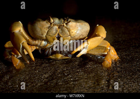 Land Crab (Johngarthia lagostoma) Weibchen laichen auf Surf Line in der Nacht, North East Bay, Ascension Island. März. Stockfoto