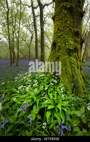 Englisch gemeinsame Bluebell (Hyacinthoides non-scripta) und Bärlauch (Allium ursinum), Dorset, England. April 2014. Stockfoto