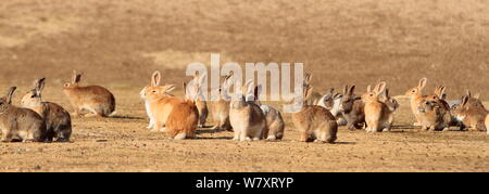 Gruppe von Alert erwachsenen Kaninchen, Okunoshima&#39; Rabbit Island&#39;, Takehara, Hiroshima, Japan. Stockfoto