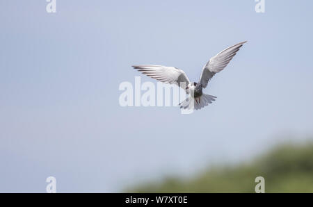 Schwarz tern (Chlidonias niger) fliegen, Seddinsee, Brandenburg, Deutschland, Juni. Stockfoto