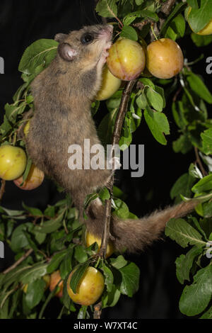 Genießbare Siebenschläfer (Glis Glis) bewegen sich zwischen Niederlassungen, Fütterung auf mirabellen (Prunus domestica), Niedersachsen, Deutschland, Captive, Juli. Stockfoto