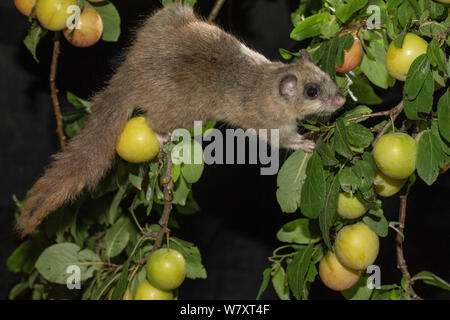 Genießbare Siebenschläfer (Glis Glis) klettern zwischen Niederlassungen, Fütterung auf mirabellen (Prunus domestica), Niedersachsen, Deutschland, Captive, Juli. Stockfoto