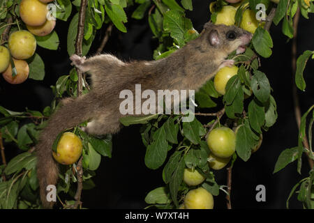 Genießbare Siebenschläfer (Glis Glis) bewegen sich zwischen Niederlassungen, Fütterung auf mirabellen (Prunus domestica), Niedersachsen, Deutschland, Captive, Juli. Stockfoto