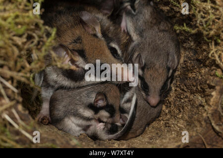 Garten Siebenschläfer (Eliomys quercinus) Erwachsene Jugendliche im Nest, Deutschland, Captive, August. Stockfoto