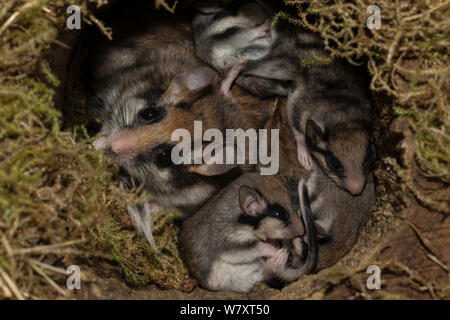 Garten Siebenschläfer (Eliomys quercinus) Erwachsene Jugendliche im Nest, Deutschland, Captive, August. Stockfoto