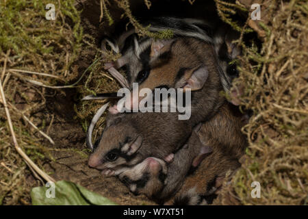 Garten Siebenschläfer (Eliomys quercinus) Erwachsene Jugendliche im Nest, Deutschland, Captive, August. Stockfoto