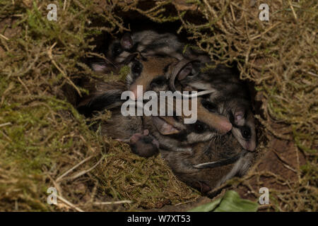 Garten Siebenschläfer (Eliomys quercinus) Erwachsene Jugendliche im Nest, Deutschland, Captive, August. Stockfoto