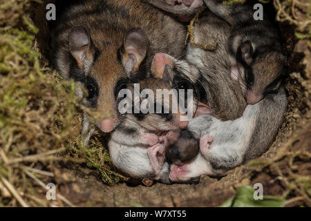 Garten Siebenschläfer (Eliomys quercinus) Erwachsene Jugendliche im Nest, Deutschland, Captive, August. Stockfoto