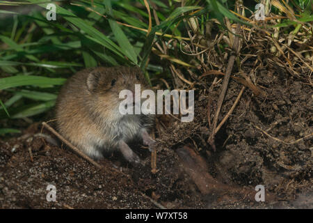 Gemeinsame vole (Microtus arvalis), Niedersachsen, Deutschland, Captive, August. Stockfoto