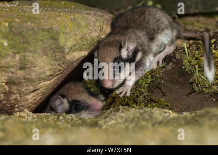 Zwei garten Siebenschläfer (Eliomys quercinus) Jugendlichen, die in der U-nest Eingang, Deutschland, Captive, August. Stockfoto