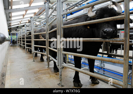 Waterbuffalo (Bubalus bubalis") im Melkstand, Laverstoke Park Farm, Hampshire, UK, September 2010. Stockfoto