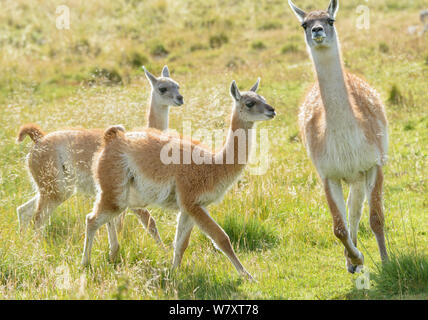 Guanako (Lama Guanicoe) Erwachsene und zwei Jugendliche im Grünland, Torres del Paine Nationalpark, Chile. März. Stockfoto