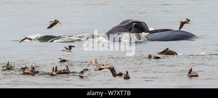 Blauwal (Balaenoptera musculus) Fütterung von Surface skimming mit Mund agape, braunen Pelikanen (Pelecanus occidentalis) Beitritt zur Raserei, CONANP geschützter Bereich, Baja Sur, Meer von Cortez, Mexiko. Februar. Stockfoto