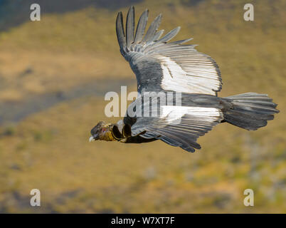 Männlicher Andenkondor (Vultur gryphus) fliegen, Los Cuernos Peaks, Torres del Paine, Chile. März. Stockfoto