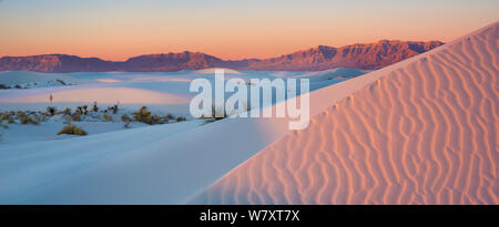 Weißen Gips Sanddünen, verziert mit Yuccas (Yucca elata) im Morgenlicht, White Sands National Monument, New Mexico. Januar 2014. Stockfoto