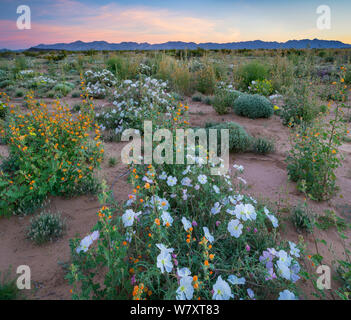 Weiß blühenden Vogelkäfig Nachtkerzenöl (Oenothera canescens), gelbe Nachtkerze (Oenothera primiveris) und Coulter&#39;s globemallow (Sphaeralcea coulteri) Mit der Sierra Pinta Berge im Hintergrund in der Morgendämmerung, Cabeza Prieta National Wildlife Refuge, Arizona. Februar 2014. Stockfoto