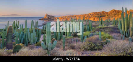 Cardon Kaktus (Pachycereus pringlei) und Biznaga/Barrel Kaktus (Ferocactus diguetii), am Rande des Meeres wächst, CONANP geschützten Bereich. Catalina Island, Sea Of Cortez Baja Sur, Mexiko. Februar 2014. Stockfoto