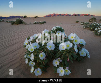 Nacht blühende Vogelkäfig Nachtkerzenöl (Oenothera canescens) mit den Schafen Loch Bergen im Hintergrund bei Sonnenuntergang, BLM (Bureau für Landmanagement) Land, Mojave Wüste in Kalifornien. März 2014. Stockfoto