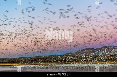 Schnee Gänse (Anser Caerulescens) Herde landen und aus. Schnee Gänse und kanadakraniche (Grus canadensis) noch zu verlassen, bleiben auf dem Eis bedeckten Teich, Bosque Del Apache National Wildlife Refuge, New Mexiko. Januar. Stockfoto