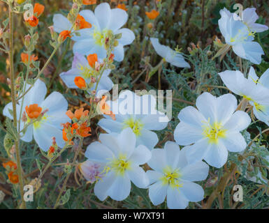 Weiß blühenden Vogelkäfig Nachtkerzenöl (Oenothera Canescens) und Coulter&#39;s globemallow (Sphaeralcea coulteri), Cabeza Prieta National Wildlife Refuge, Arizona. Februar 2014. Stockfoto