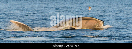 Blauwal (Balaenoptera musculus) Fütterung von Surface skimming mit Mund weit offen, CONANP geschützter Bereich, Baj Sur, Meer von Cortez, Mexiko. Februar. Stockfoto