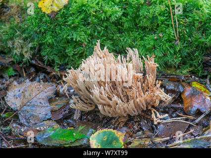 Aufrechte Coral Pilz (Ramaria Stricta), Surrey, Großbritannien, Oktober. Stockfoto