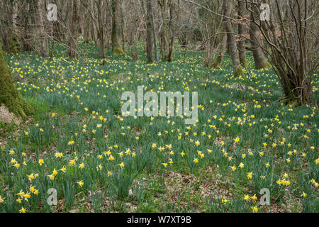 Wilden Narzisse (Narcissus pseudonarcissus) Blühende im Hazel coppiced Waldland, West Dean Woods, Sussex, UK, März. Stockfoto