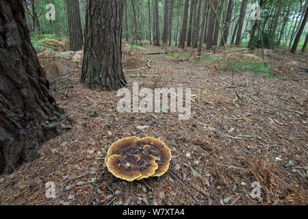 Dyer's Mazegill Pilz (Phaeolus schweinitzii) wachsen auf root von Scots Pine Tree. Surrey, Großbritannien, Oktober. Stockfoto