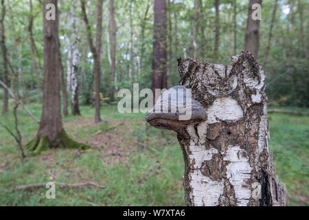 Zunder Halterung Pilz (Fomes fomentarius) Birke (Betula) Stumpf, Surrey, Großbritannien, Oktober. Stockfoto