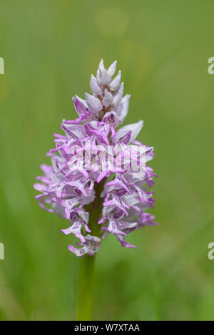 Helm-knabenkraut (Orchis militaris), die in der Blume, Provence, Frankreich, Mai. Stockfoto